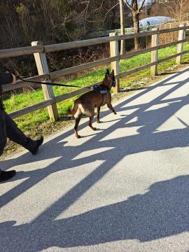 Službeni pes iz enote vodnikov službenih psov_Foto MIRIC
